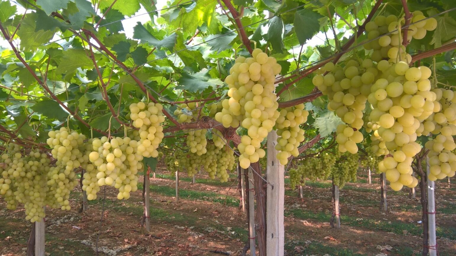 Table Grape Symposium reunirá a los protagonistas mundiales de la uva de mesa.jpg